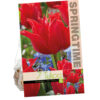 Tulipa Pretty Woman
