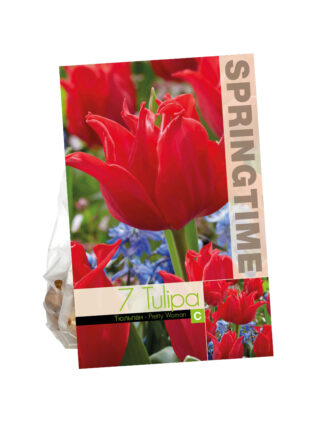 Tulipa Pretty Woman