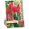 Tulipa Red Paradise