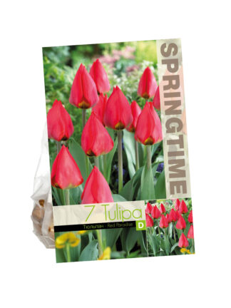 Tulipa Red Paradise