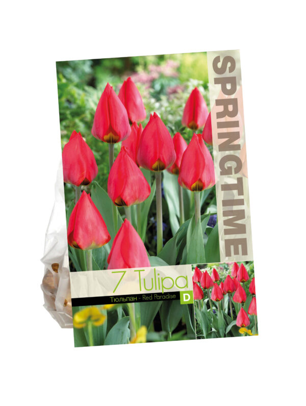 Tulipa Red Paradise