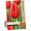 Tulipa Kingsblood