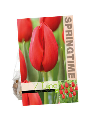 Tulipa Kingsblood