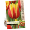 Tulipa Jan Seignette