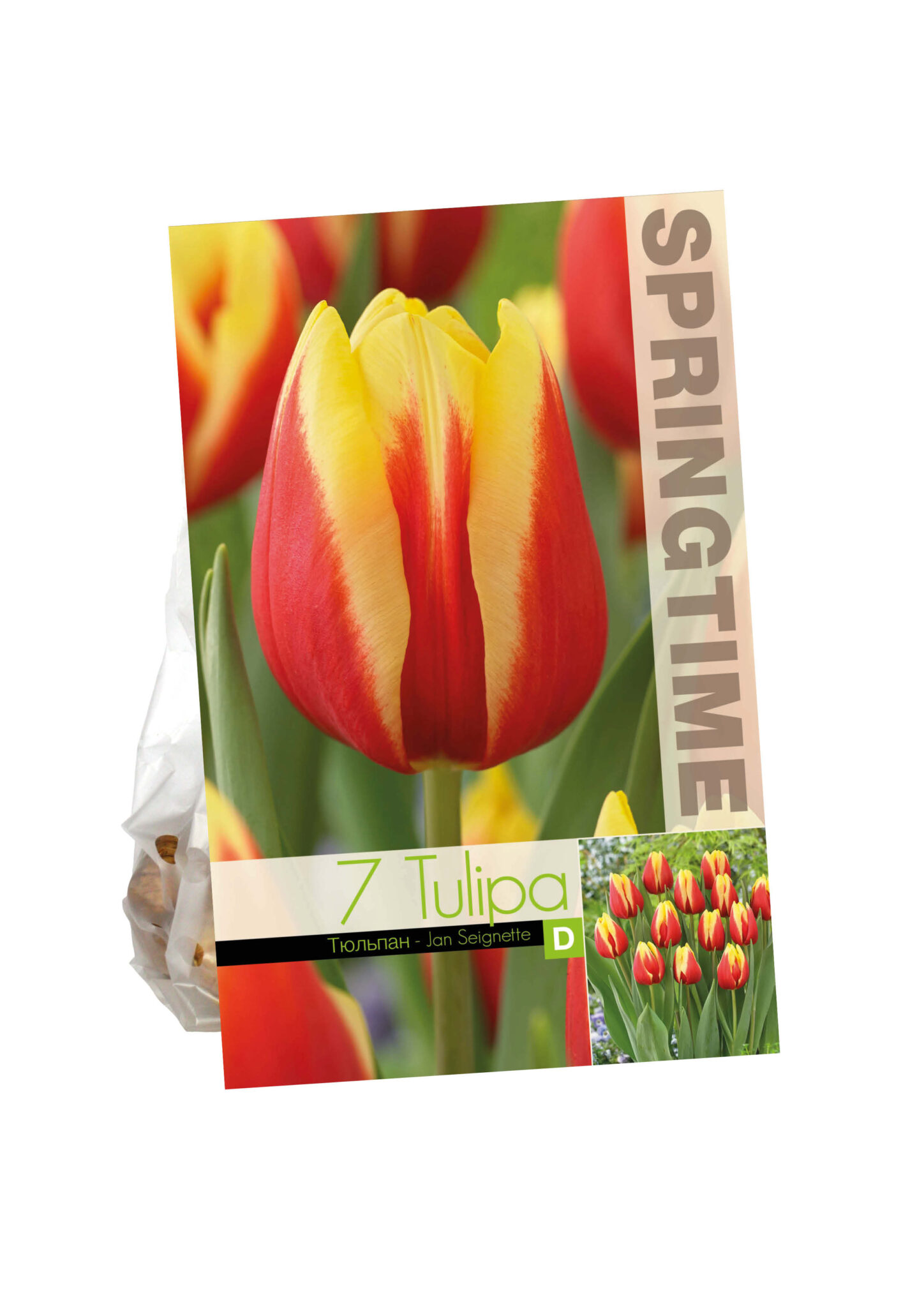 Tulipa Jan Seignette