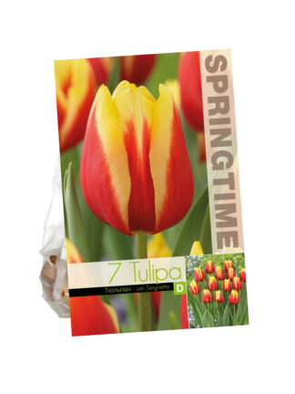 Tulipa Jan Seignette