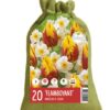 Colour your Garden Flamboyant