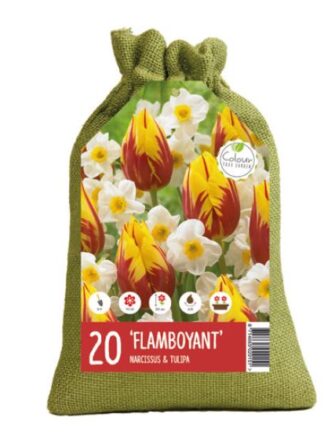 Colour your Garden Flamboyant