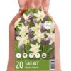 Colour your Garden Gallant