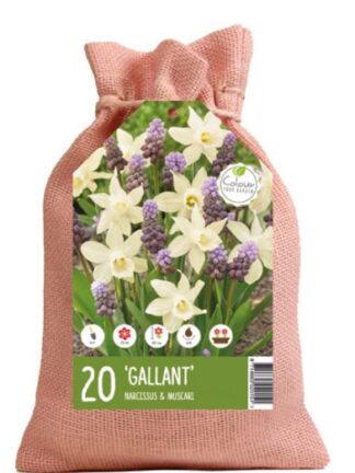 Colour your Garden Gallant