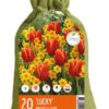 Colour your Garden Lucky
