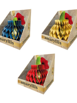 Amaryllis Jolie Mix with Stem