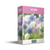 Allium Mixed - PB