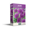 Allium Purple Sensation - PB