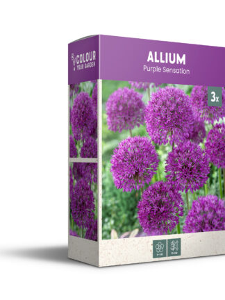 Allium Purple Sensation - PB