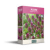 Allium Sphaerocephalon - PB