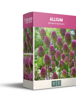 Allium Sphaerocephalon - PB