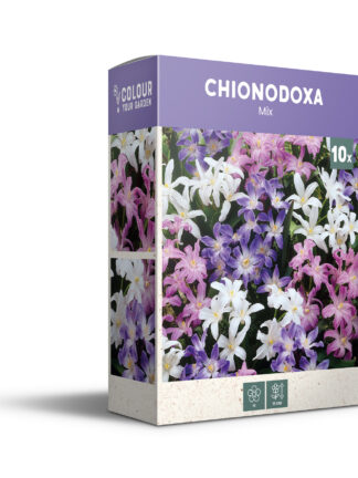 Chionodoxa Mixed - PB