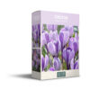 Crocus King of Striped - PB