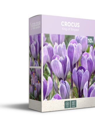Crocus King of Striped - PB