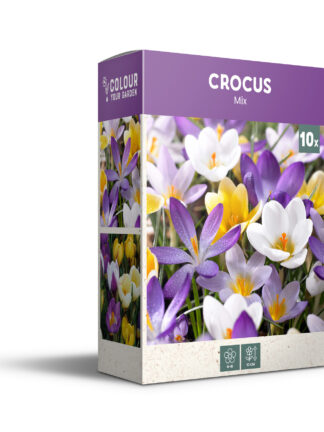 Crocus Botanical Mixed - PB