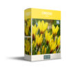 Crocus Yellow - PB
