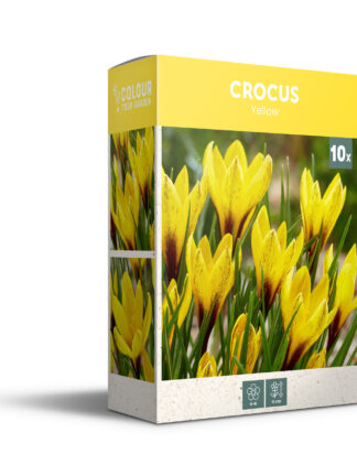 Crocus Yellow - PB