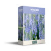 Muscari Armeniacum - PB