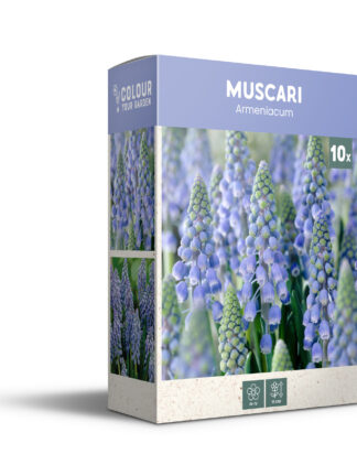 Muscari Armeniacum - PB