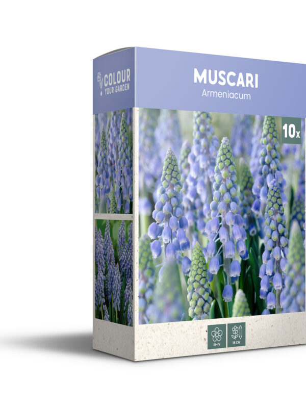 Muscari Armeniacum - PB