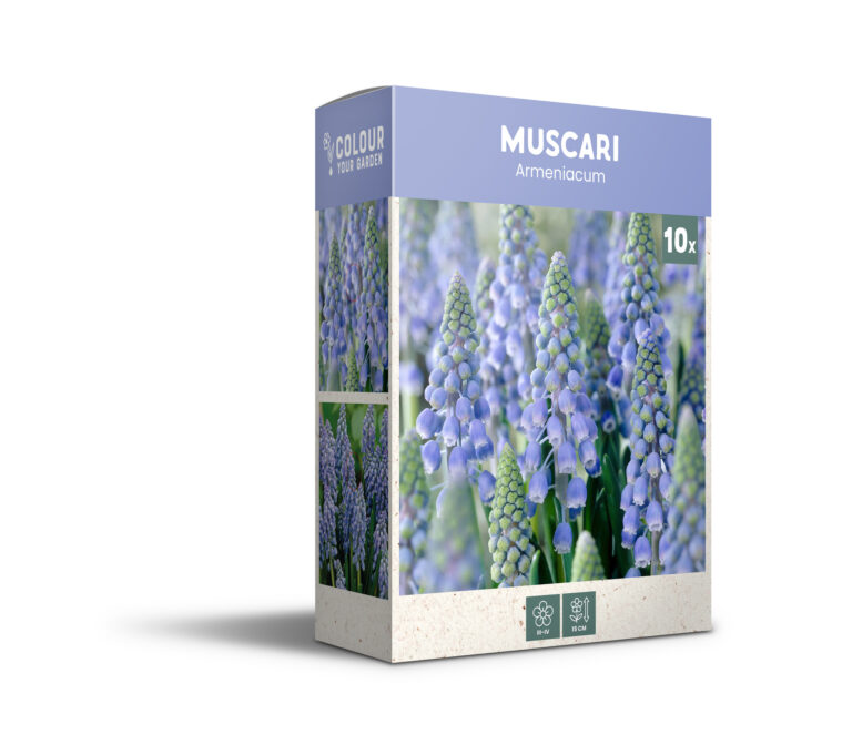 Muscari Armeniacum - PB
