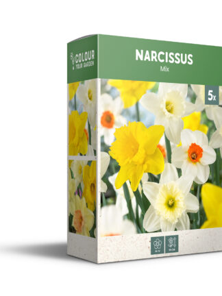 Narcissus Mixed - PB
