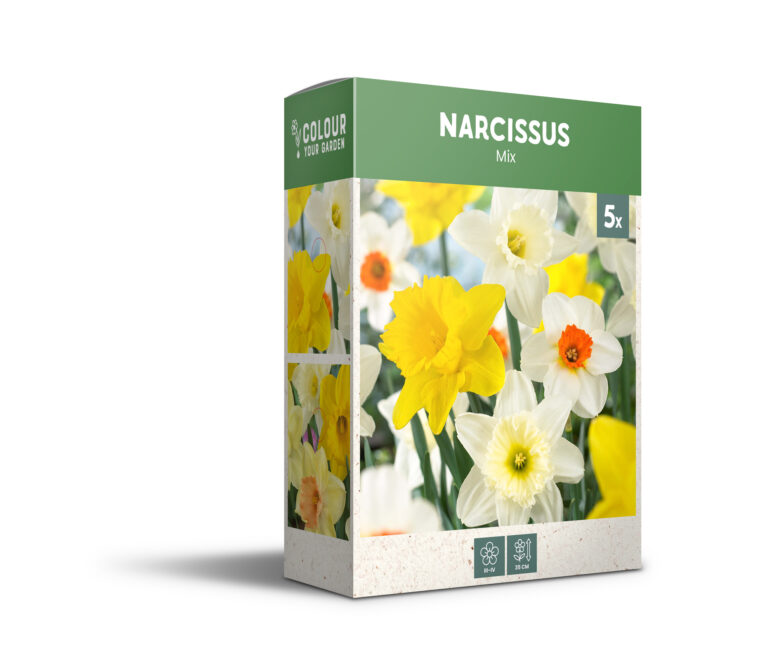 Narcissus Mixed - PB