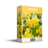 Narcissus Tete-a-Tete - PB