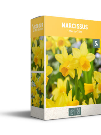 Narcissus Tete-a-Tete - PB