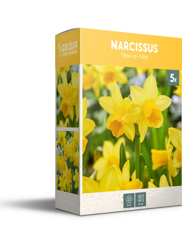 Narcissus Tete-a-Tete - PB