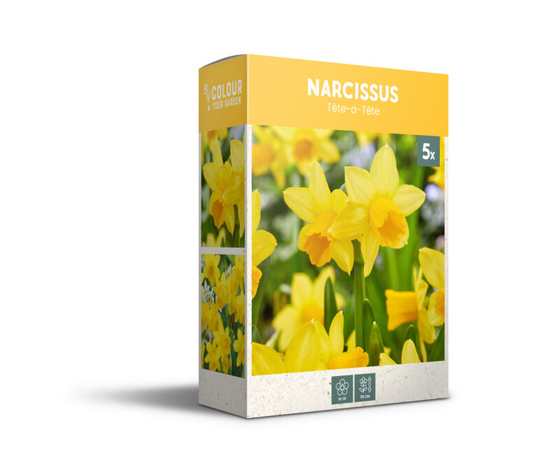 Narcissus Tete-a-Tete - PB