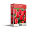 Tulipa Apeldoorn - PB