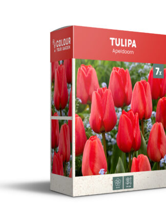 Tulipa Apeldoorn - PB