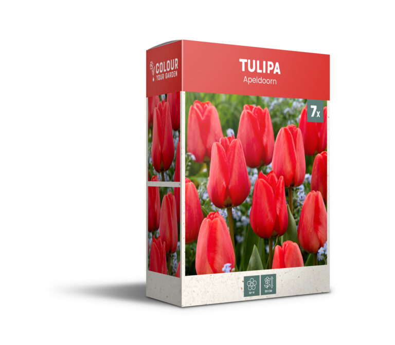 Tulipa Apeldoorn - PB