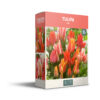 Tulipa Botanical Mixed - PB