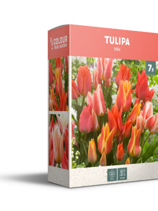 Tulipa Botanical Mixed - PB