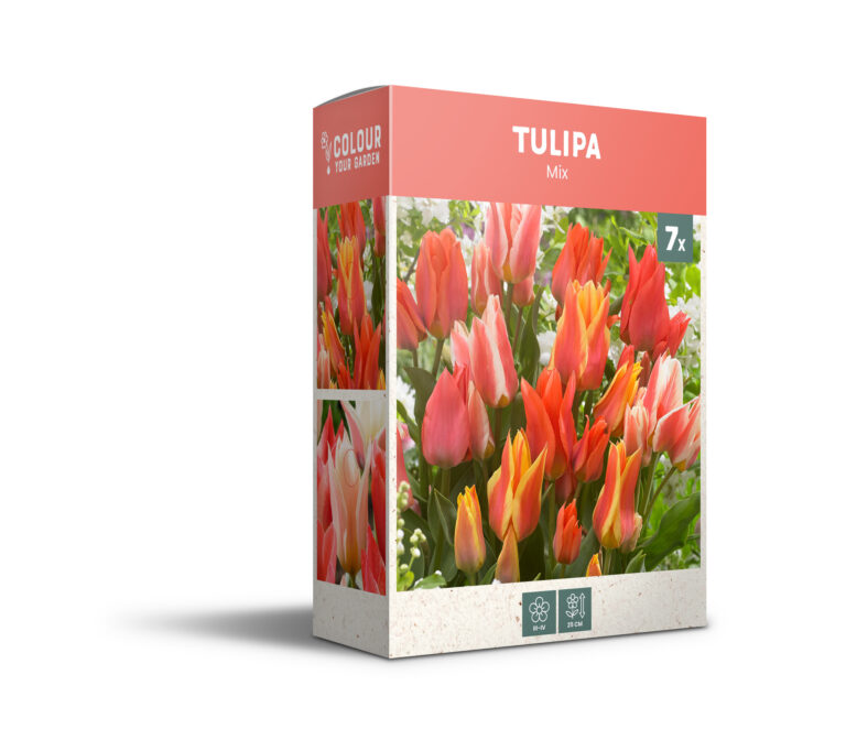 Tulipa Botanical Mixed - PB