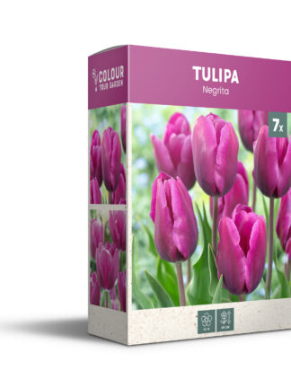 Tulipa Negrita - PB