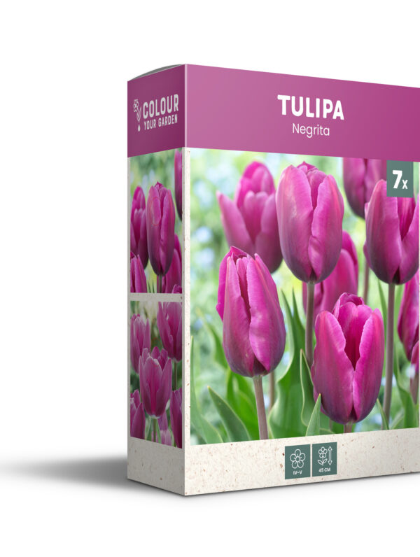 Tulipa Negrita - PB