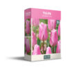 Tulipa Synaeda Amor - PB