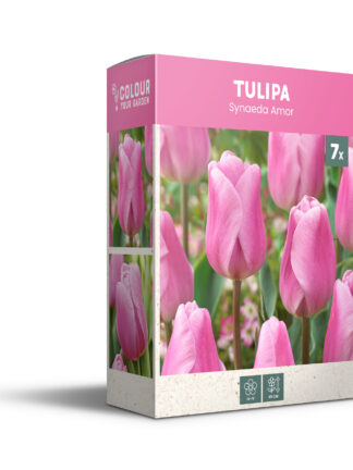 Tulipa Synaeda Amor - PB