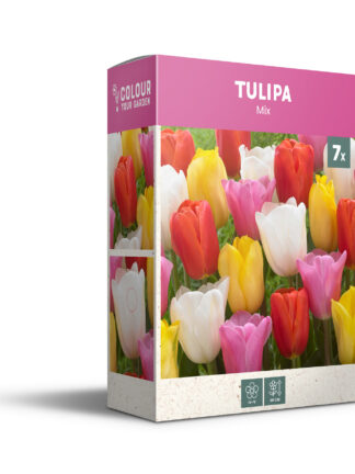 Tulipa Triumph Mixed - PB