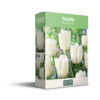 Tulipa White Dream - PB