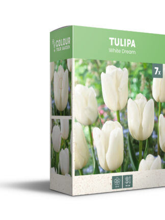 Tulipa White Dream - PB